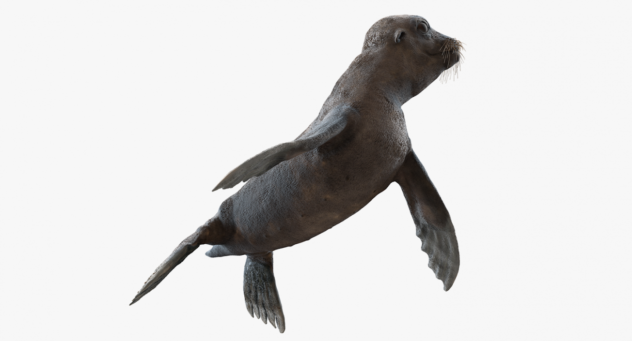 Sea Lion Wet Rigged 3D model