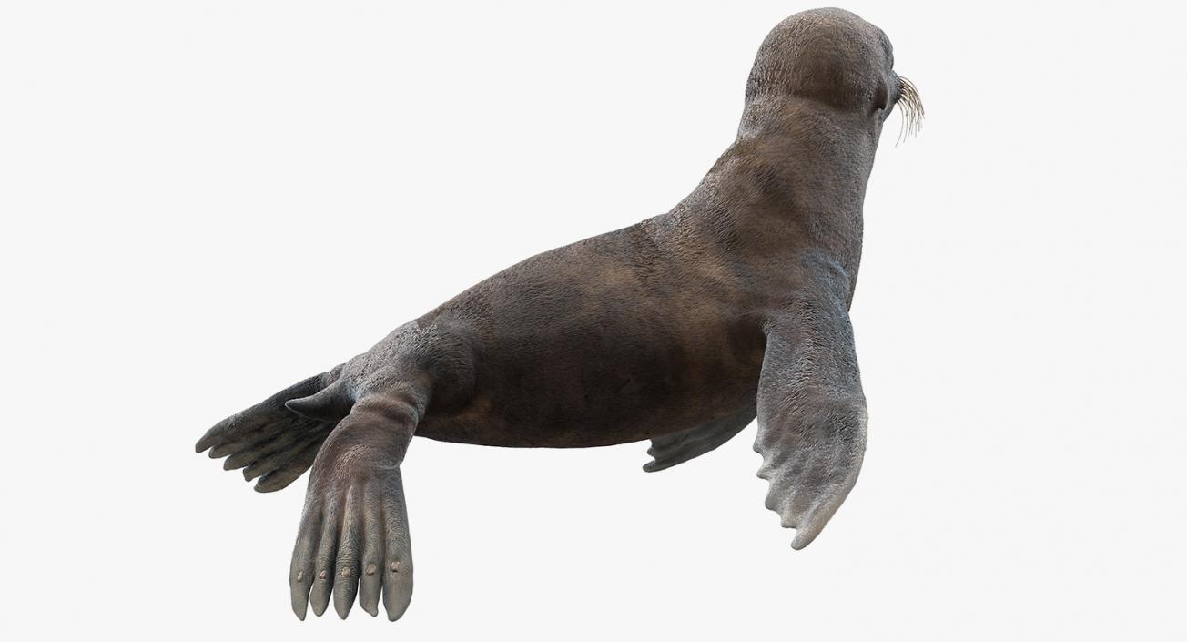 Sea Lion Wet Rigged 3D model