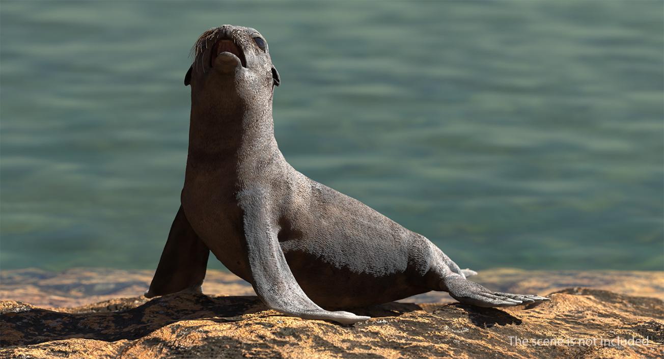 Sea Lion Wet Rigged 3D model