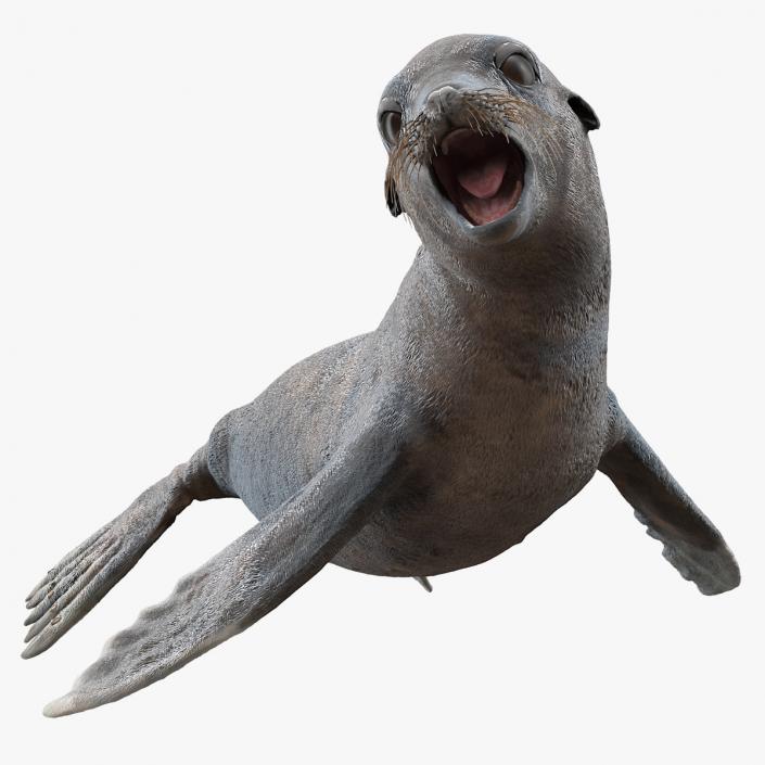 Sea Lion Wet Rigged 3D model