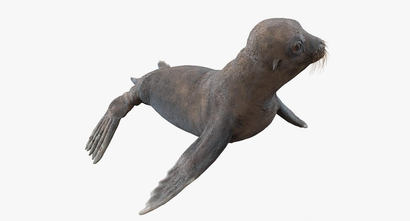 Sea Lion Wet Rigged 3D model