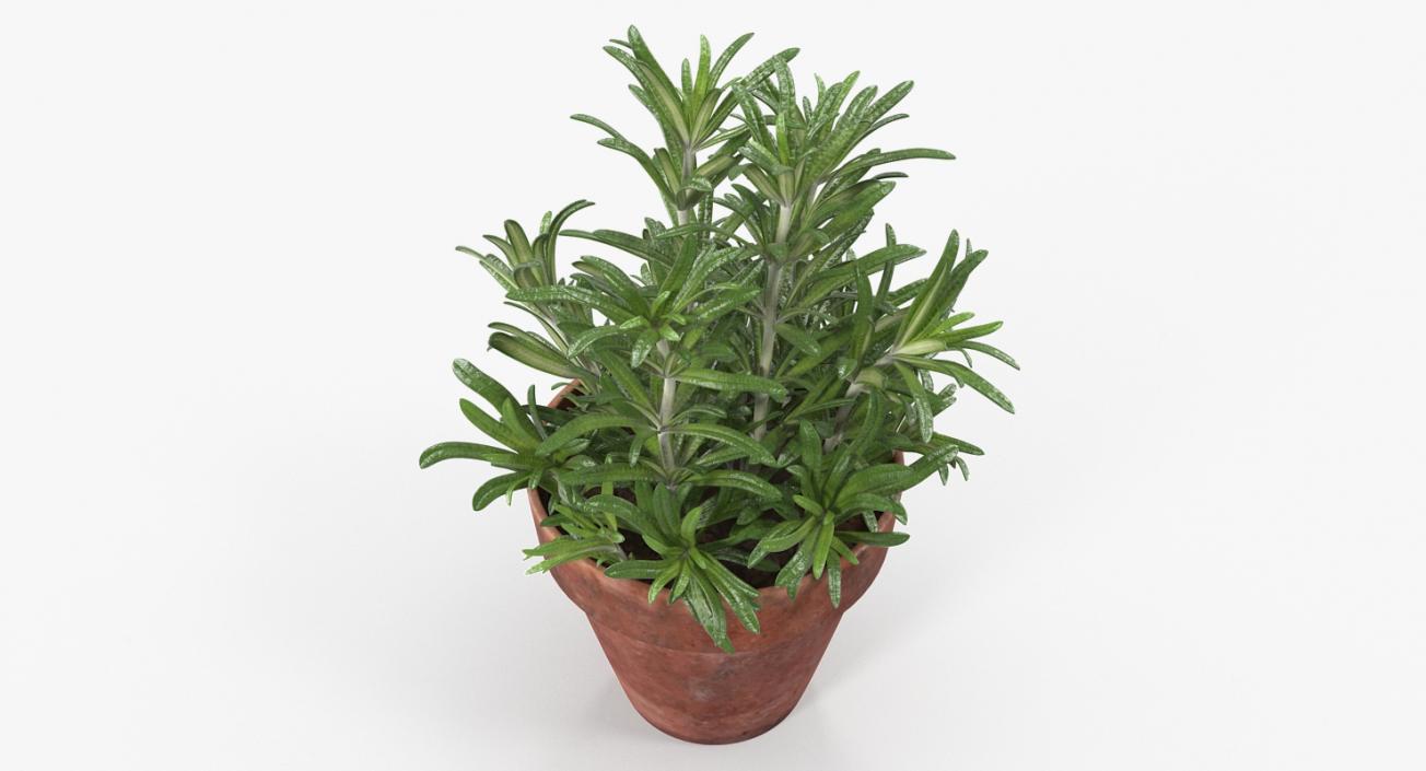 3D Rosemary Plant in Pot