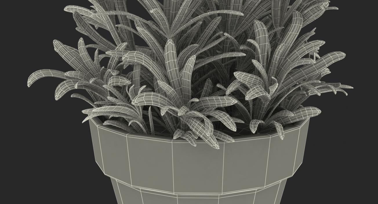 3D Rosemary Plant in Pot