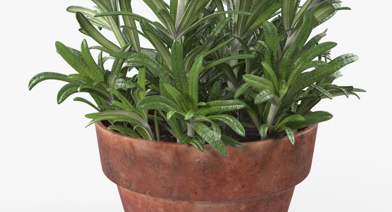 3D Rosemary Plant in Pot