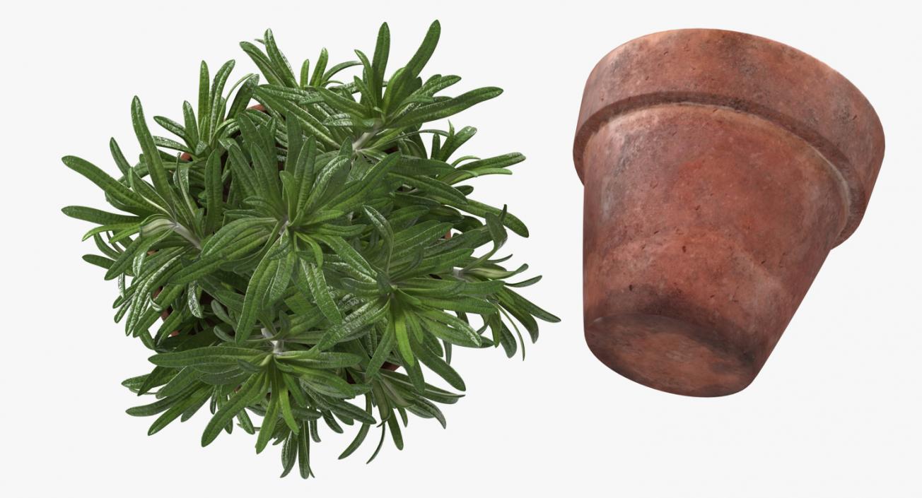 3D Rosemary Plant in Pot