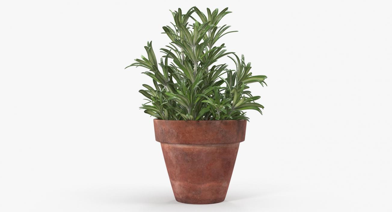 3D Rosemary Plant in Pot