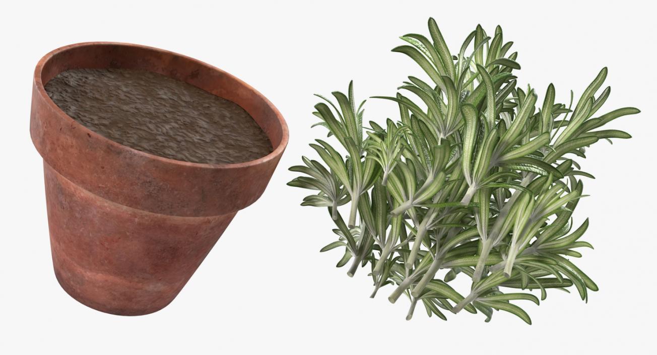 3D Rosemary Plant in Pot