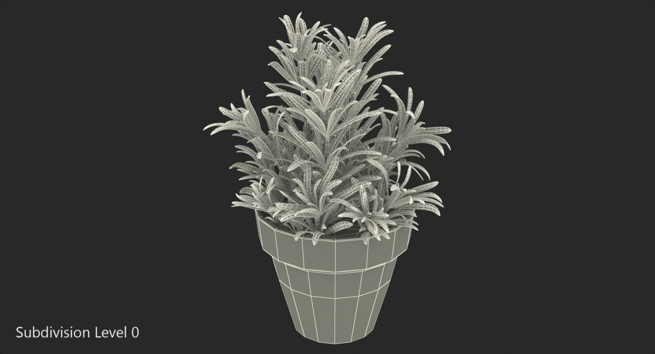 3D Rosemary Plant in Pot