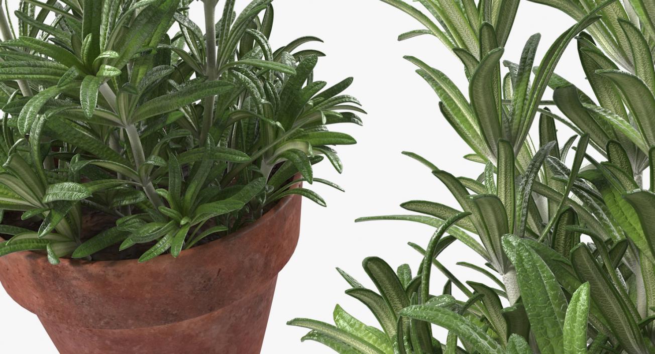 3D Rosemary Plant in Pot