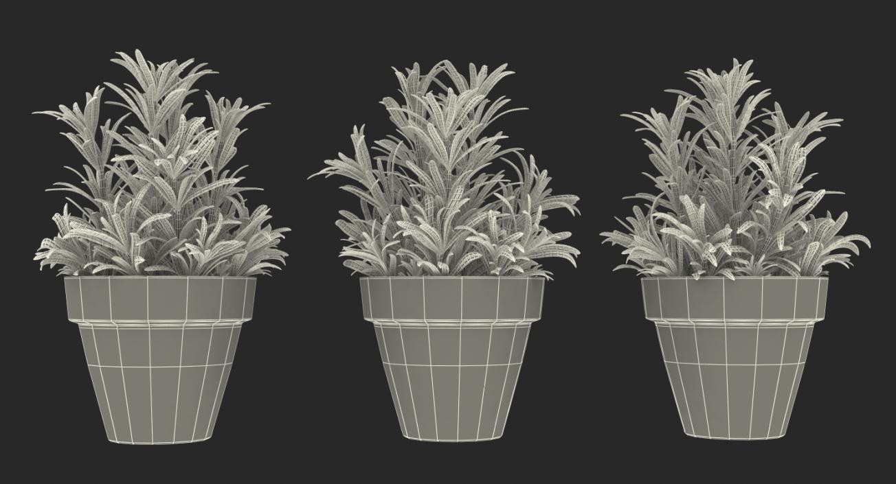 3D Rosemary Plant in Pot