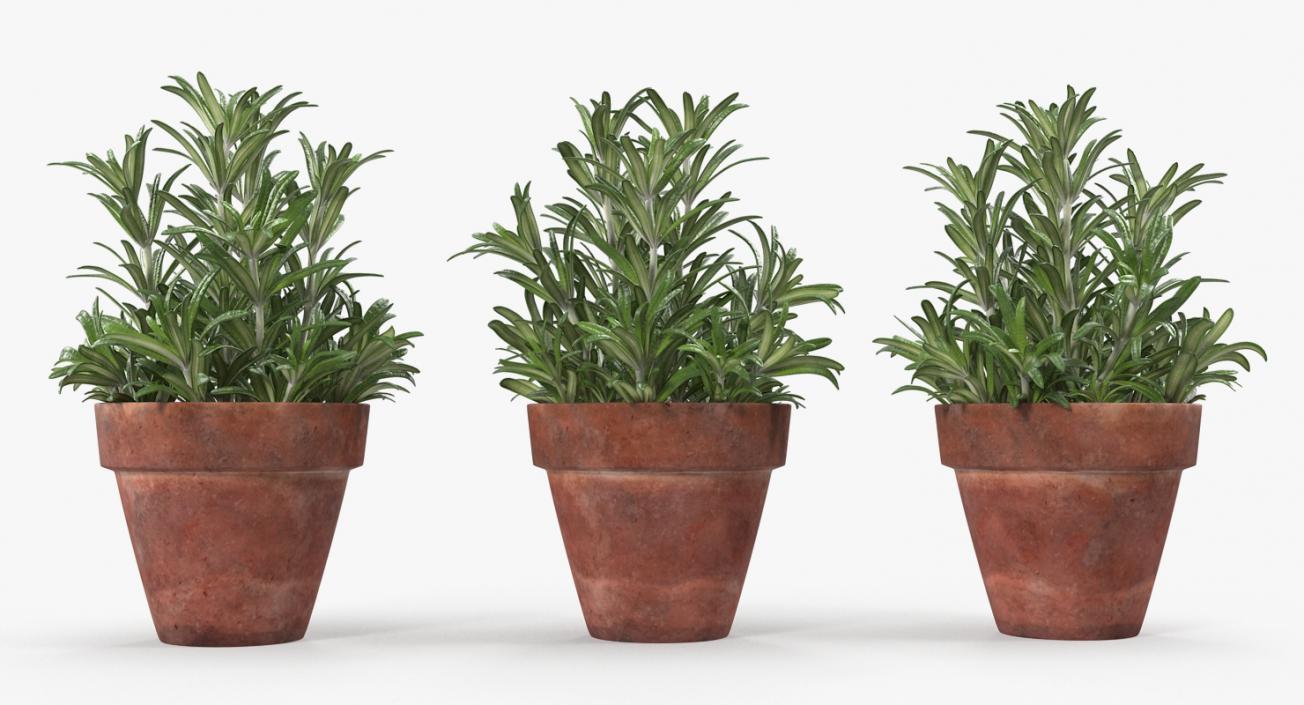 3D Rosemary Plant in Pot