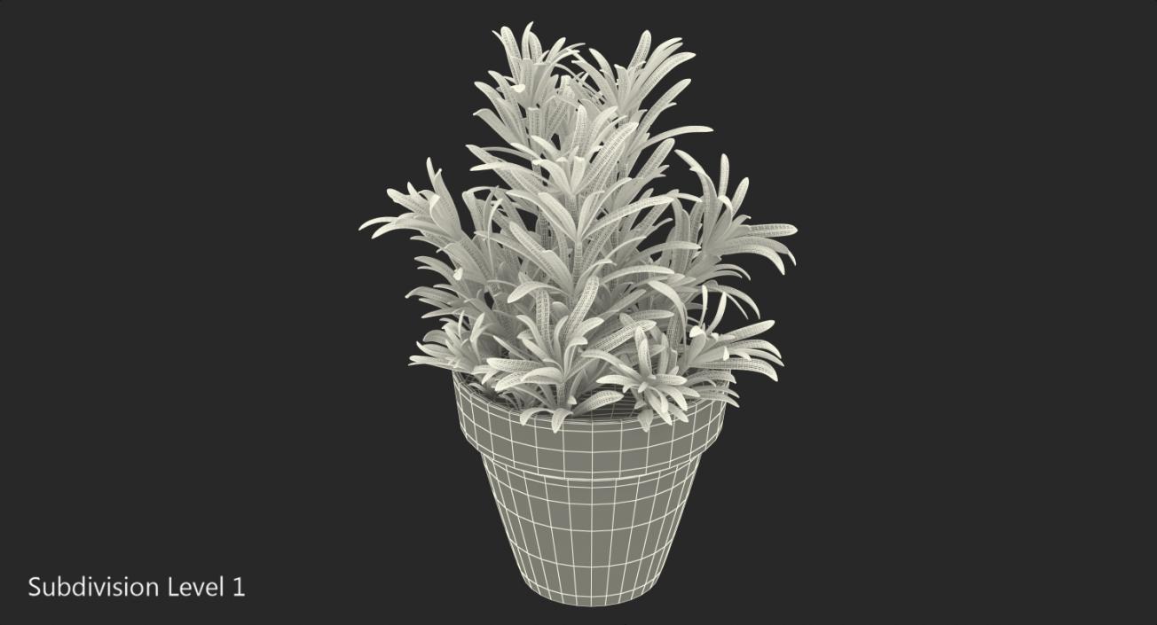 3D Rosemary Plant in Pot