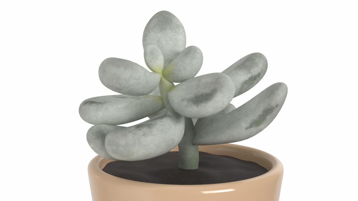 3D model Single Herb Pot Sagaform Beige