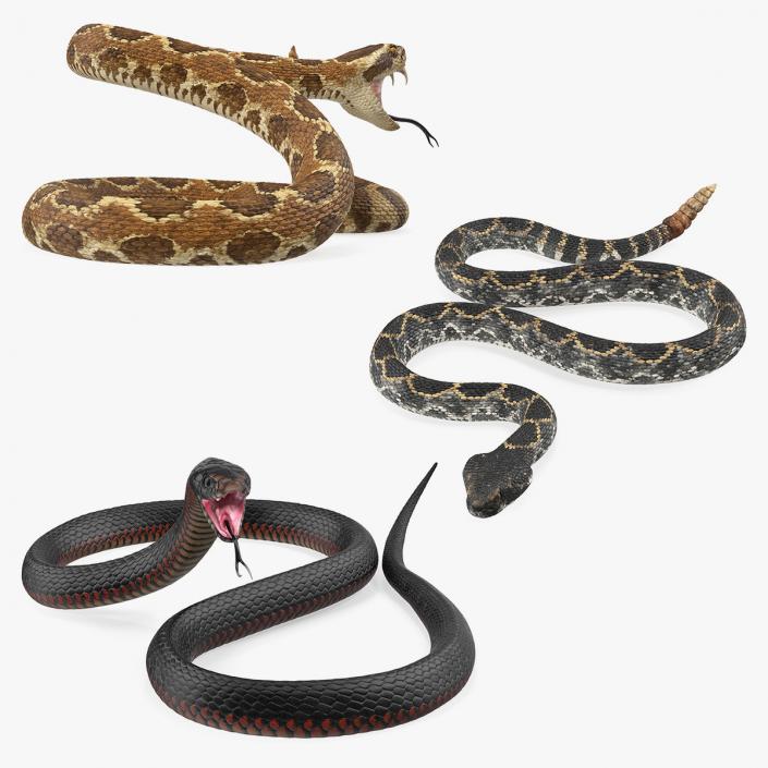 Snakes 3D Models Collection 3D