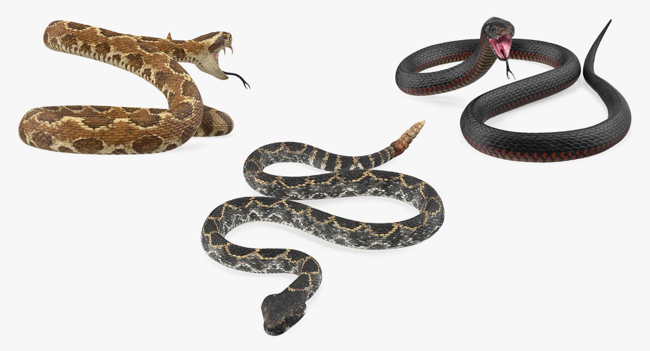 Snakes 3D Models Collection 3D