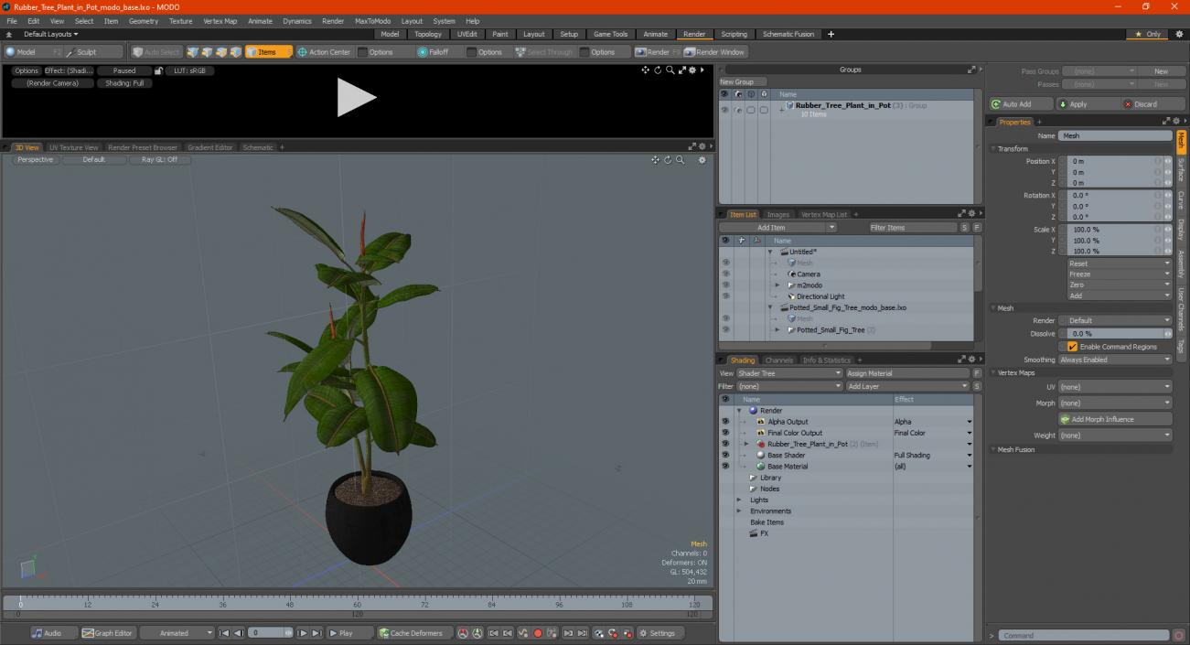 Rubber Tree Plant in Pot 3D model