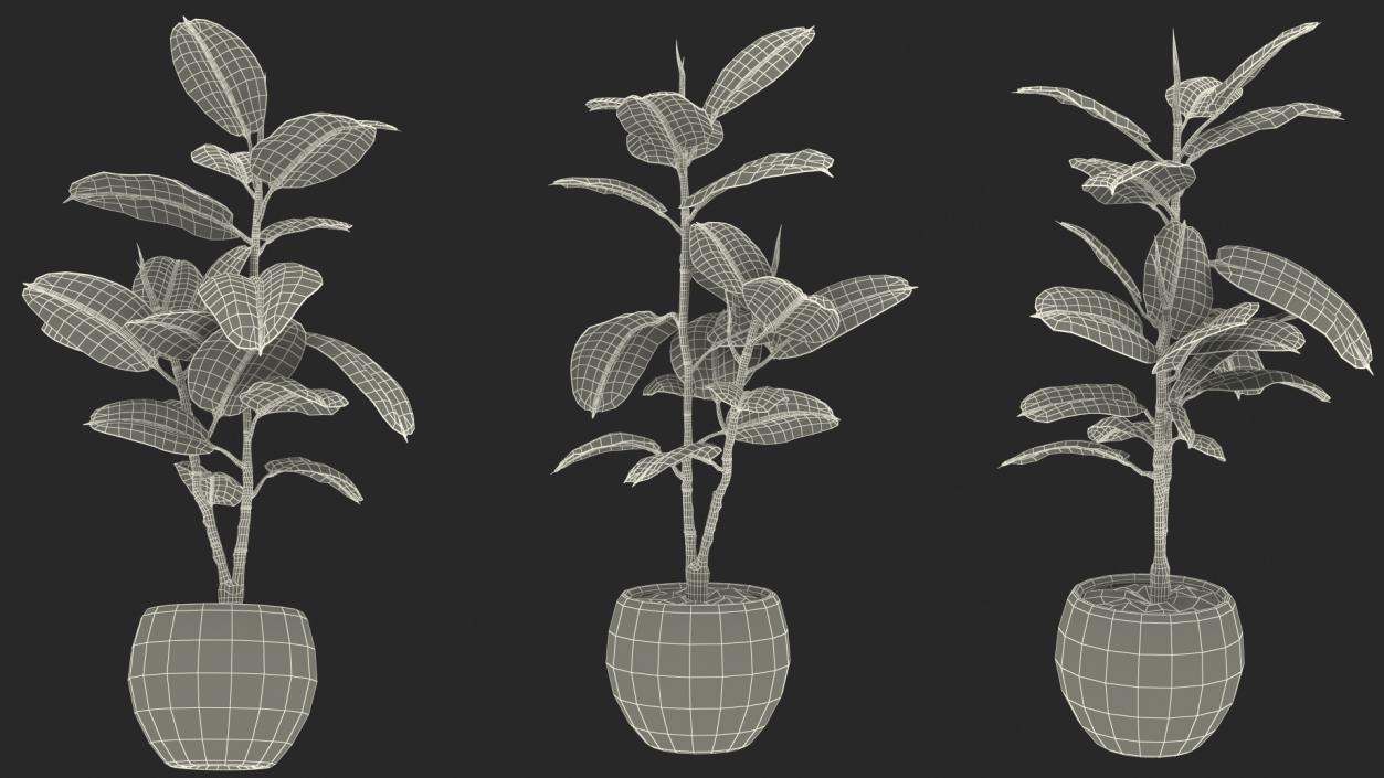 Rubber Tree Plant in Pot 3D model