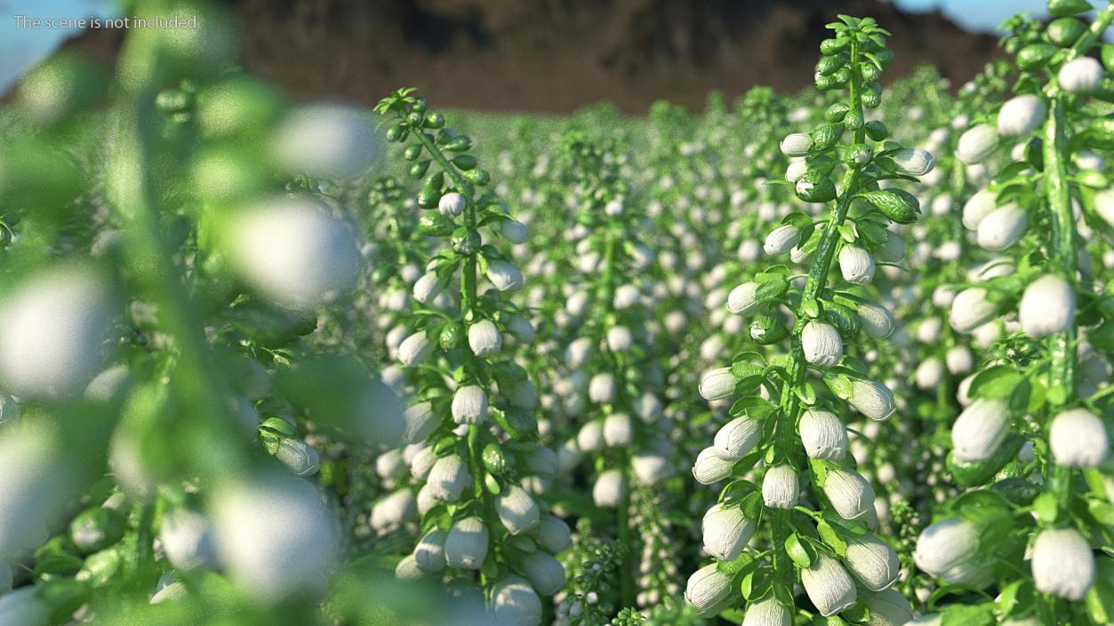 White Foxglove Stem 3D model