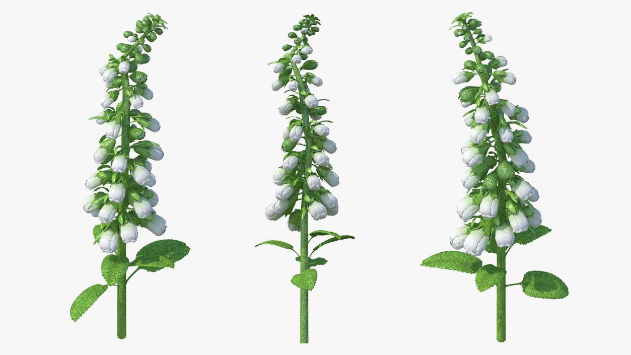 White Foxglove Stem 3D model