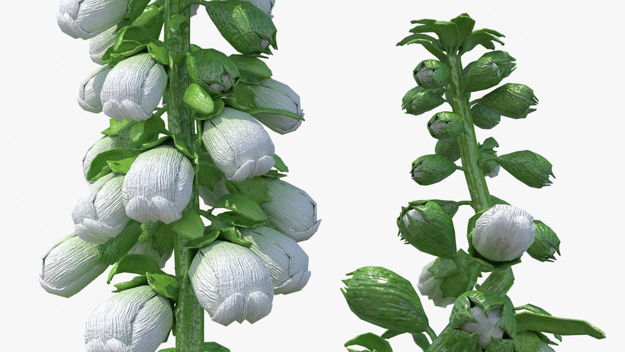 White Foxglove Stem 3D model