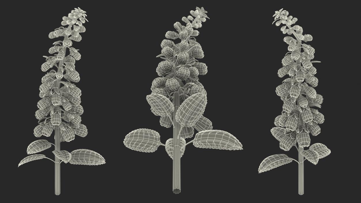 White Foxglove Stem 3D model