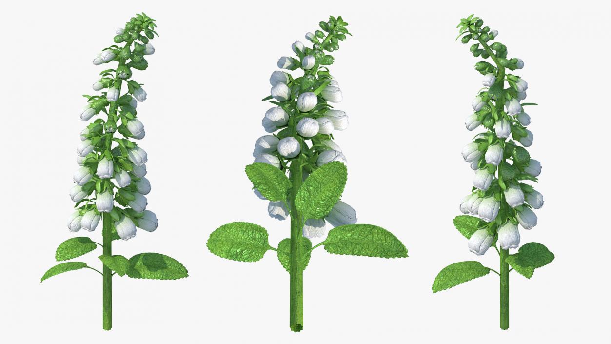 White Foxglove Stem 3D model