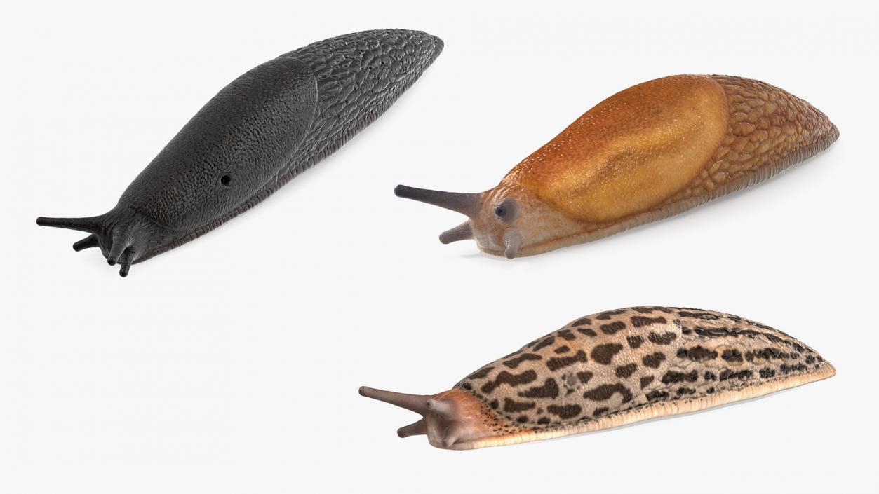 3D Rigged Slugs Collection model