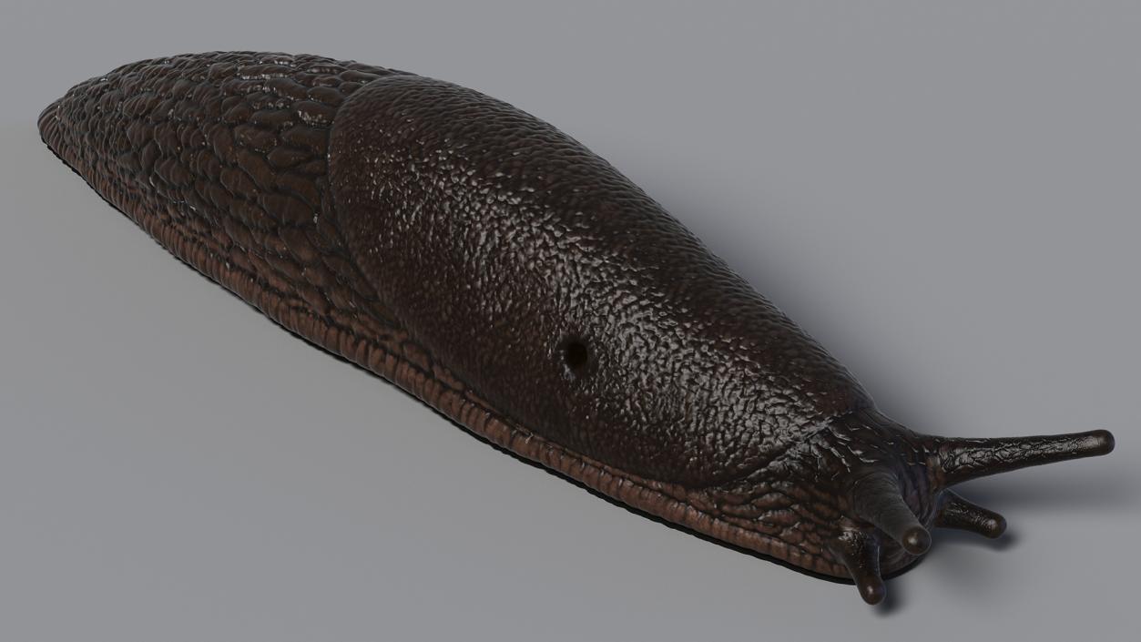 3D Rigged Slugs Collection model