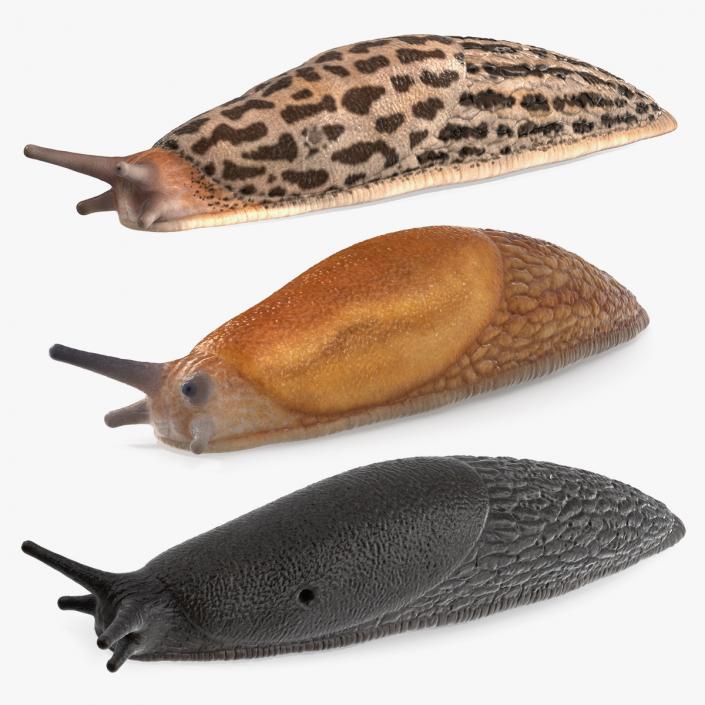 3D Rigged Slugs Collection model