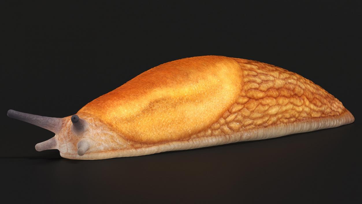 3D Rigged Slugs Collection model