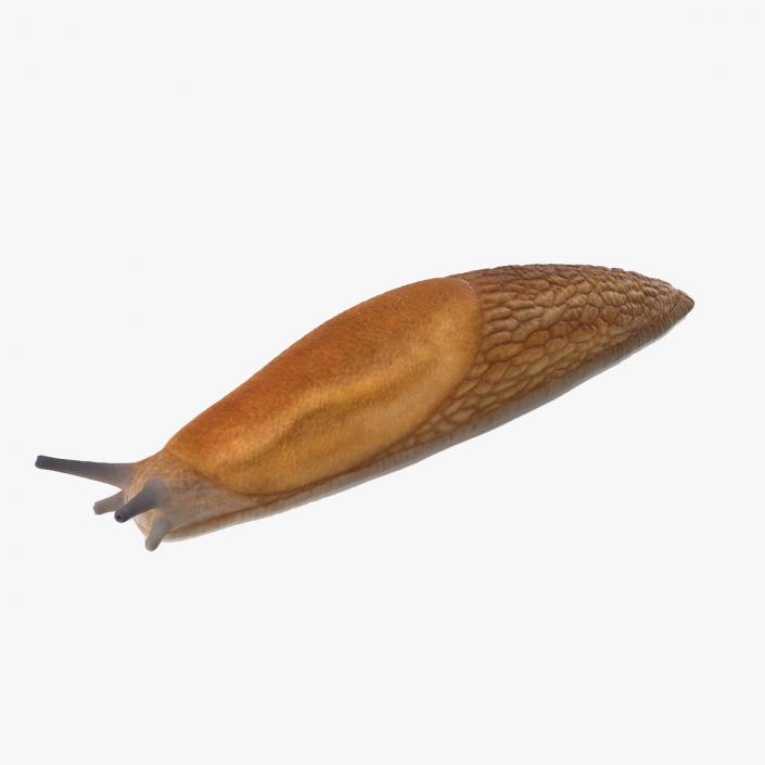 Slug Dusky Arion Rigged for Cinema 4D 3D