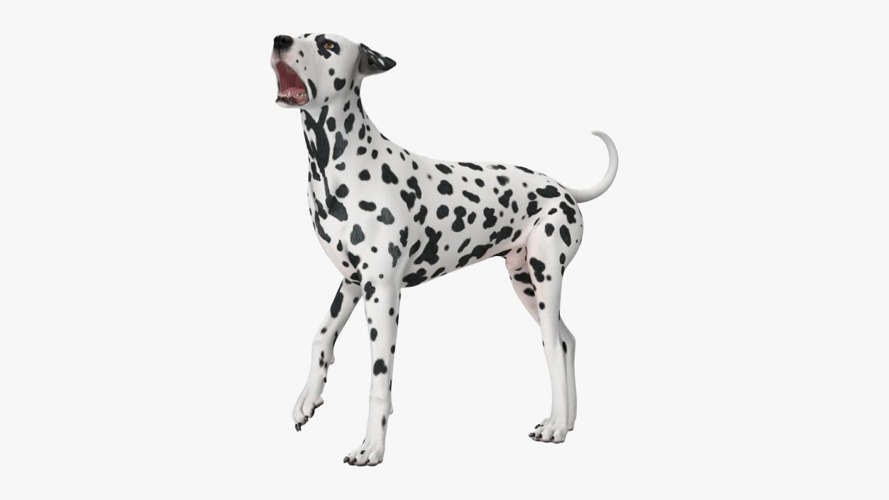 Spotted Dalmatian Dog Rigged for Cinema 4D 3D