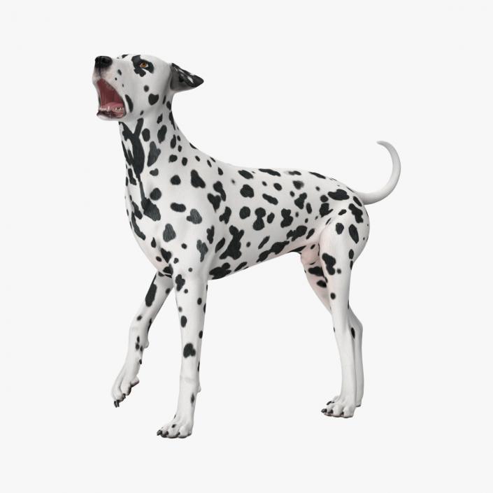 Spotted Dalmatian Dog Rigged for Cinema 4D 3D