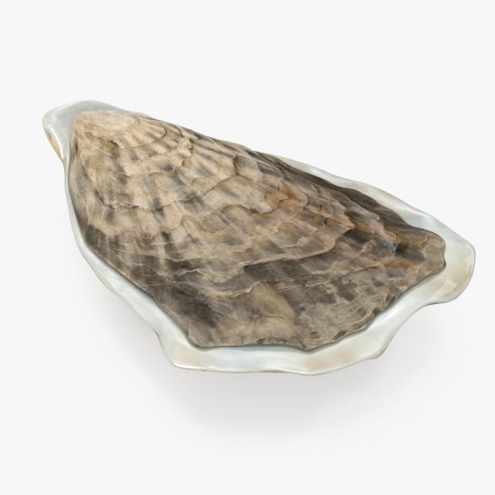 3D model Closed Oyster 2