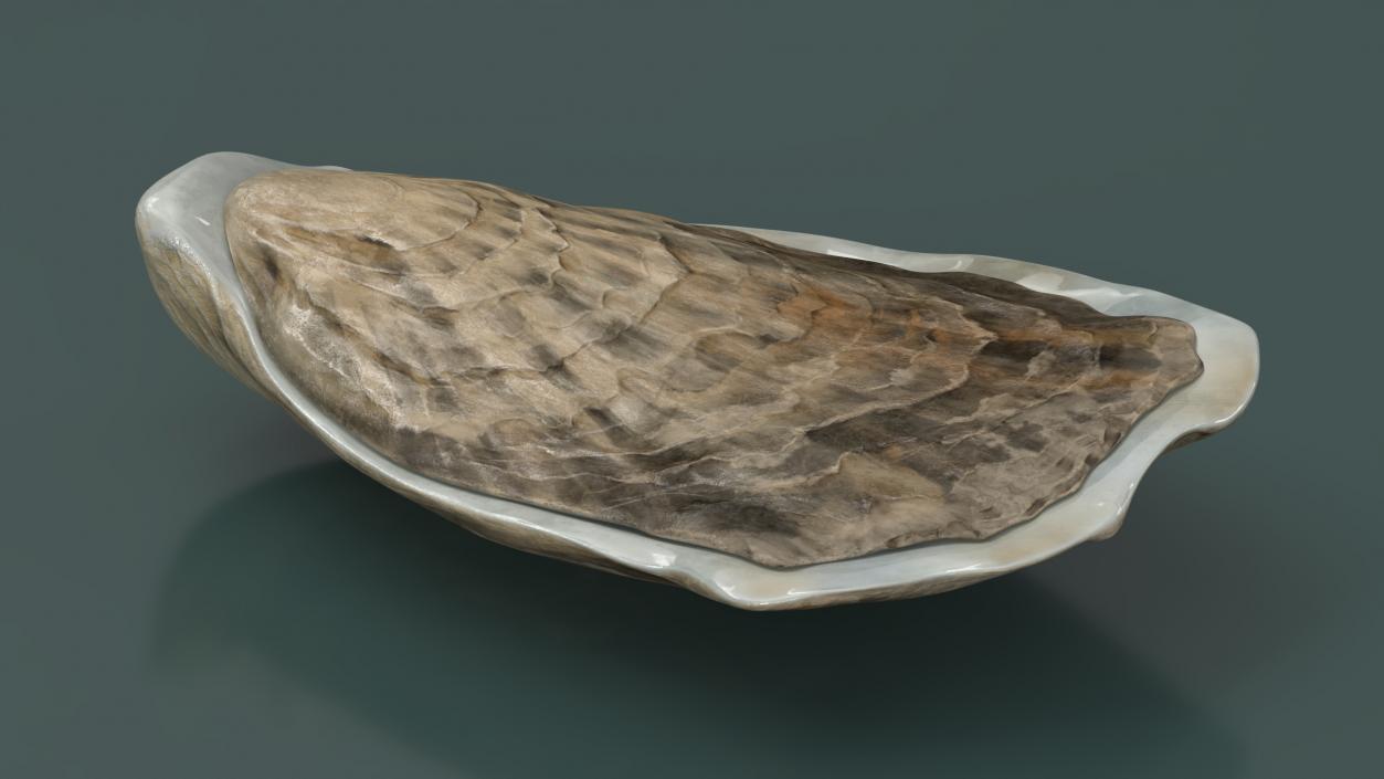 3D model Closed Oyster 2