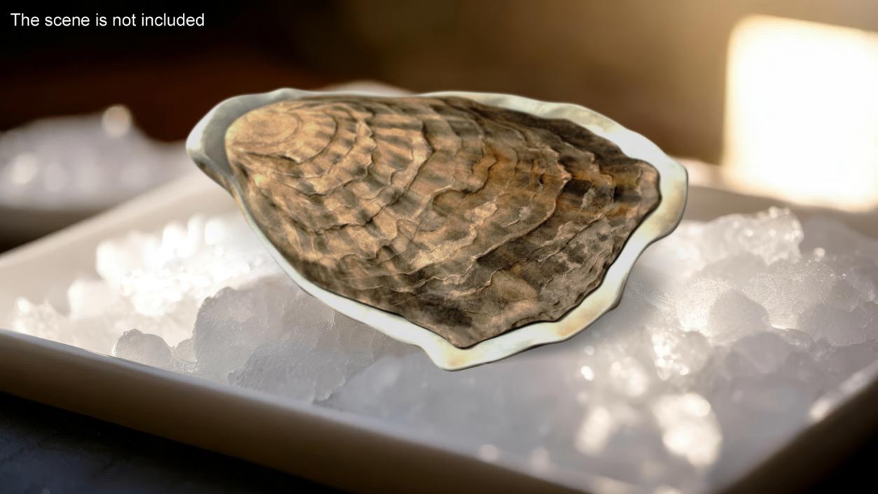 3D model Closed Oyster 2