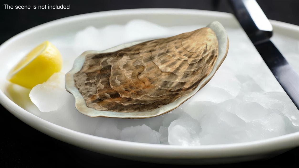 3D model Closed Oyster 2