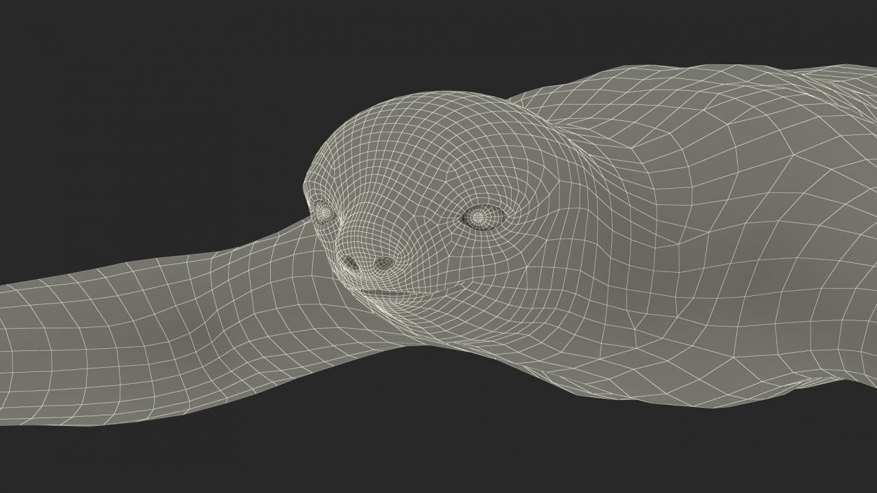 Sloth Rigged 3D