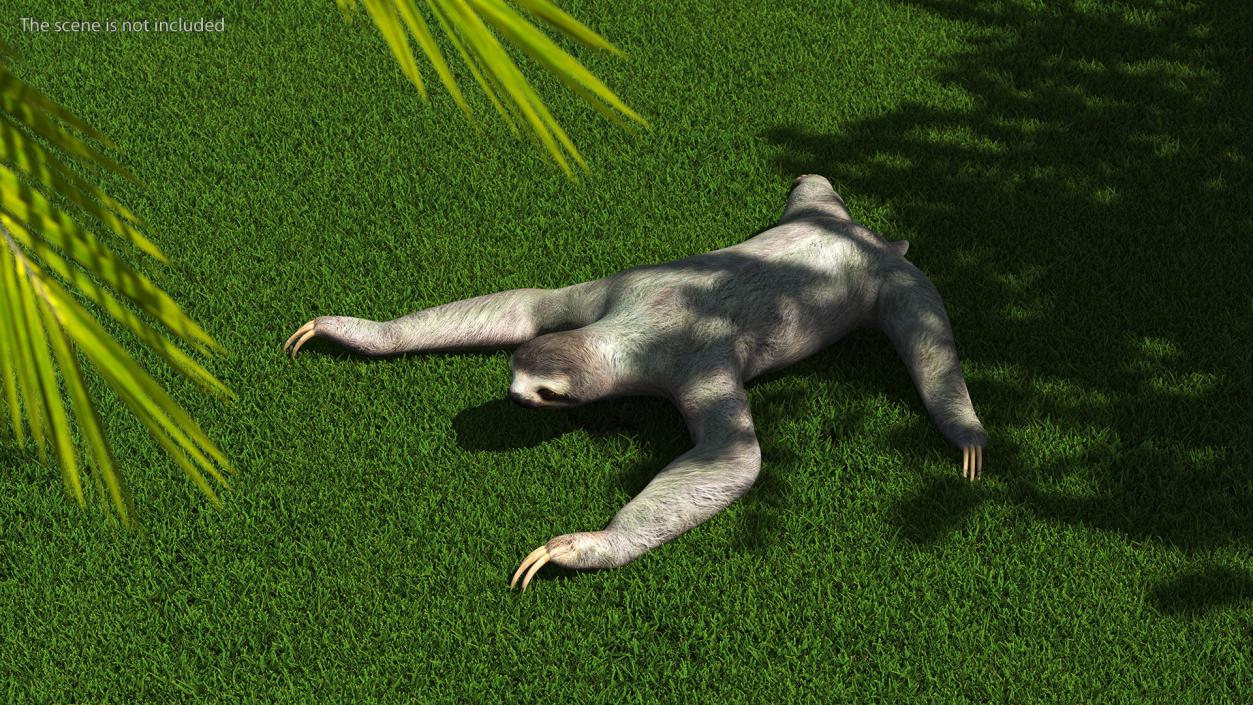 Sloth Rigged 3D