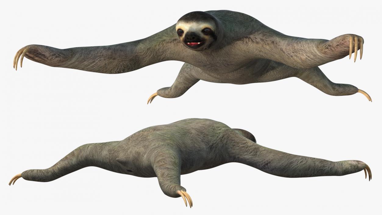 Sloth Rigged 3D