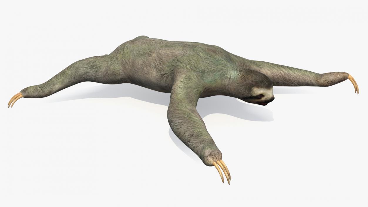 Sloth Rigged 3D