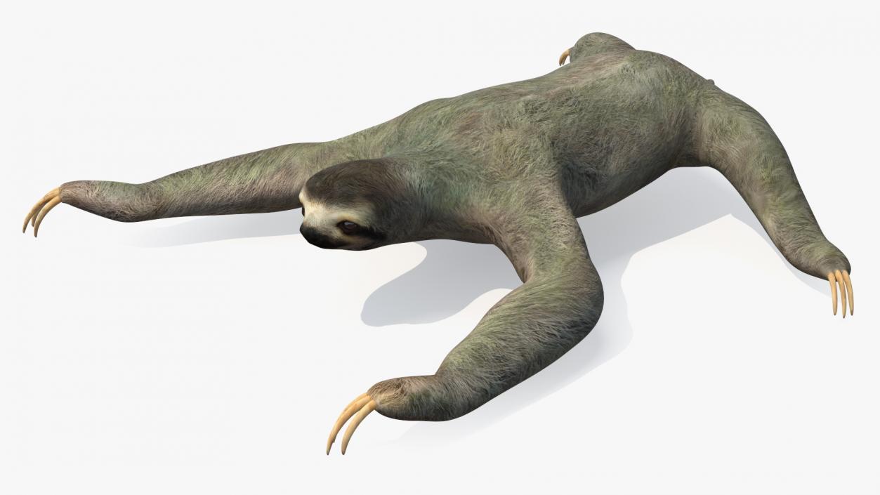 Sloth Rigged 3D