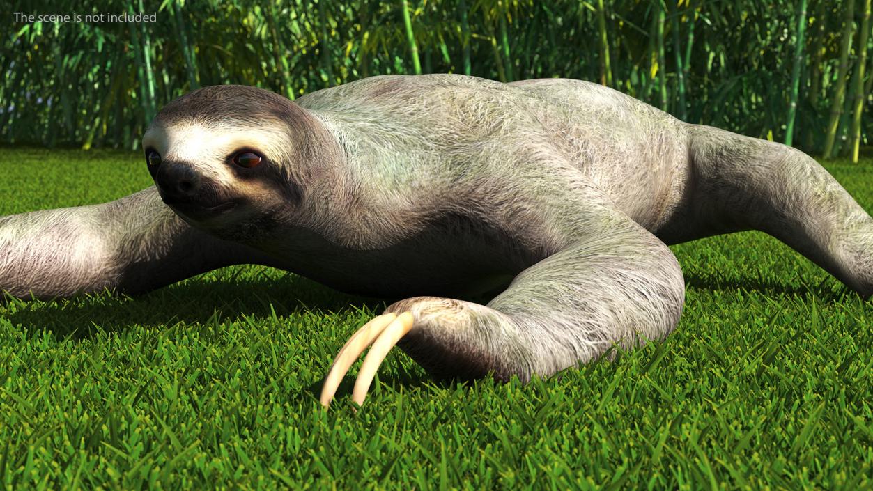 Sloth Rigged 3D