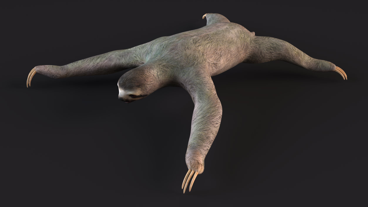 Sloth Rigged 3D