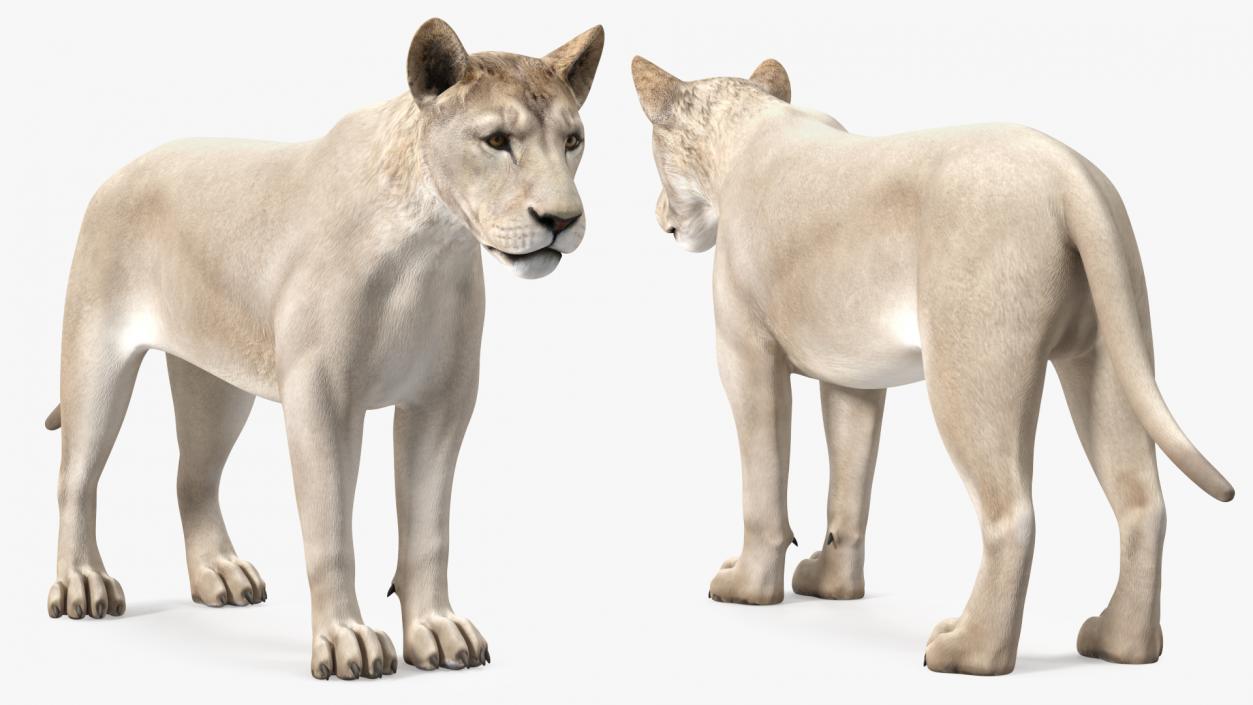 3D White Young Lion