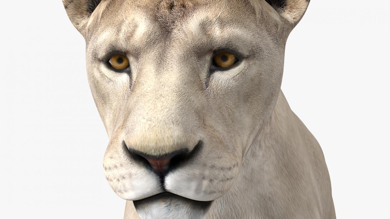 3D White Young Lion