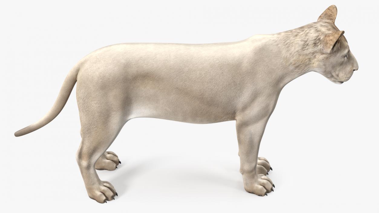 3D White Young Lion