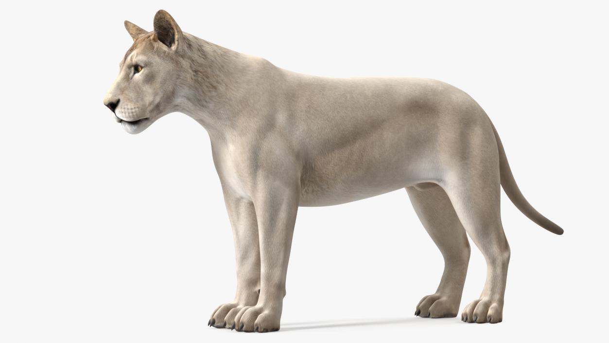 3D White Young Lion