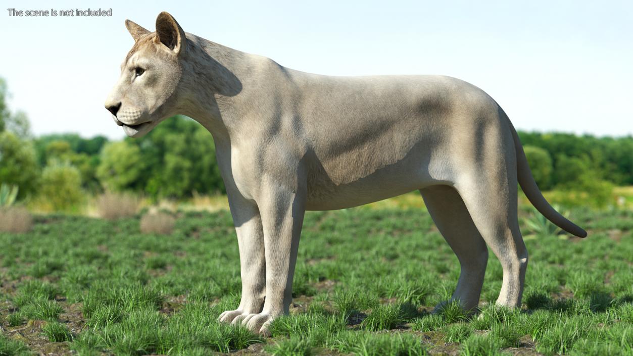 3D White Young Lion