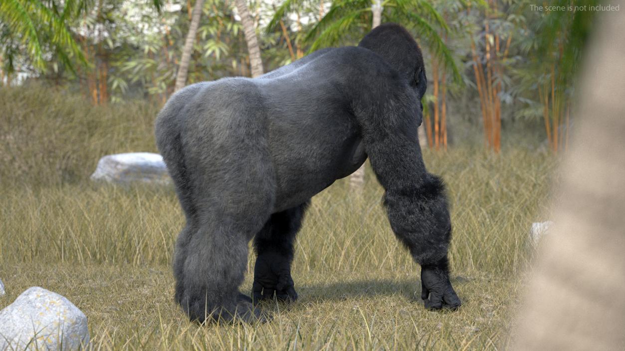 3D model Gorilla Western Lowland Walking Pose Fur